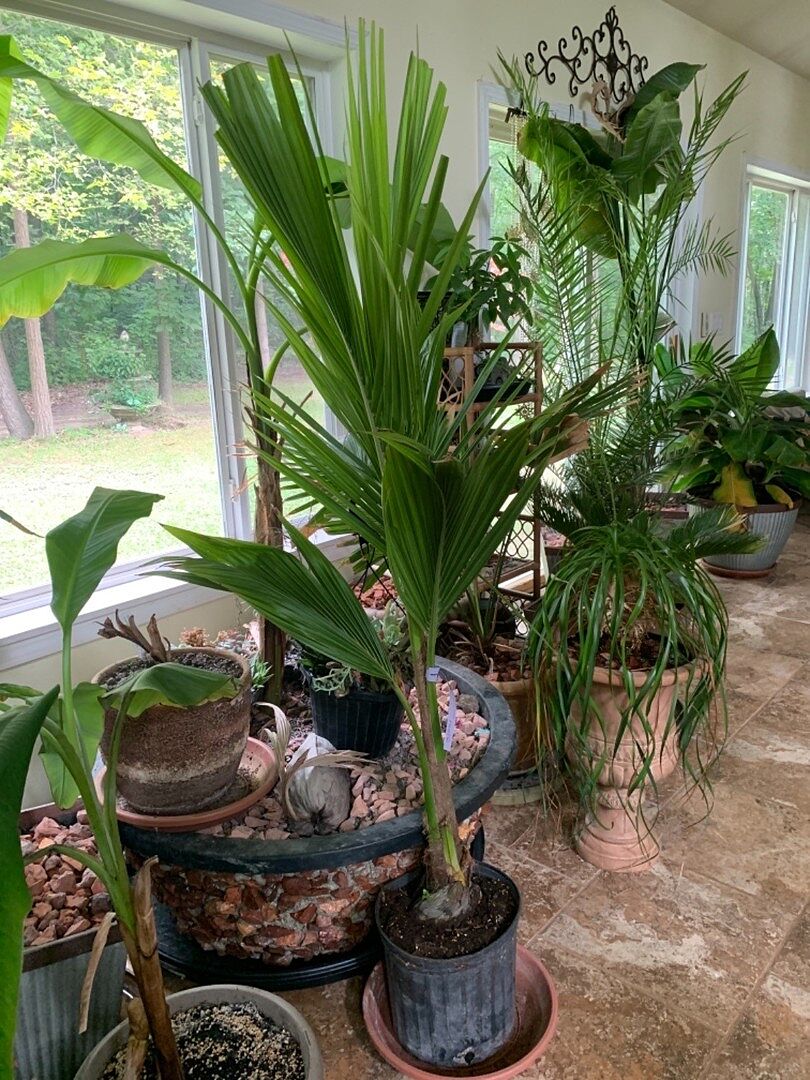 Live Coconut Palm Tree – Sprouted Seedling Ready To Plant – Free Shipping