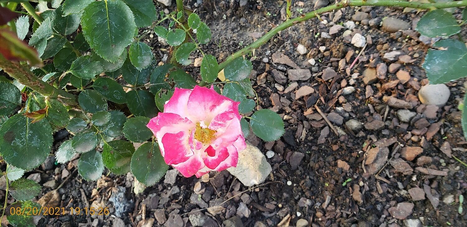 Quick to grow
