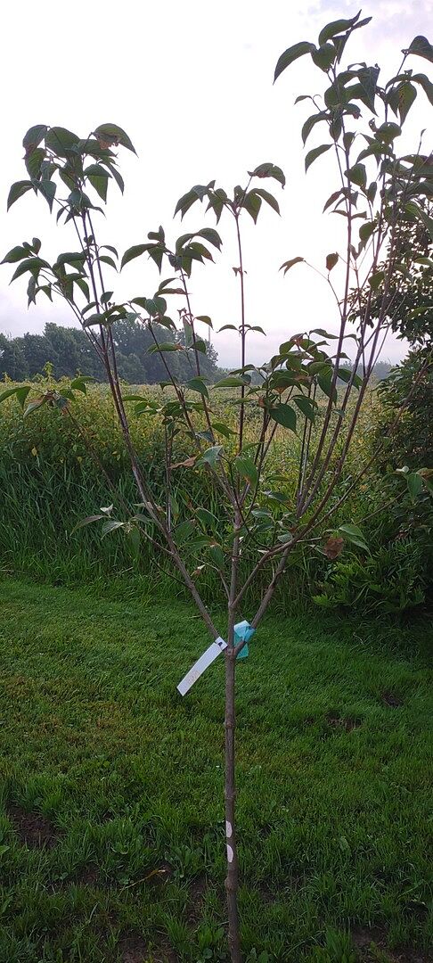 Tree delivered very quickly &