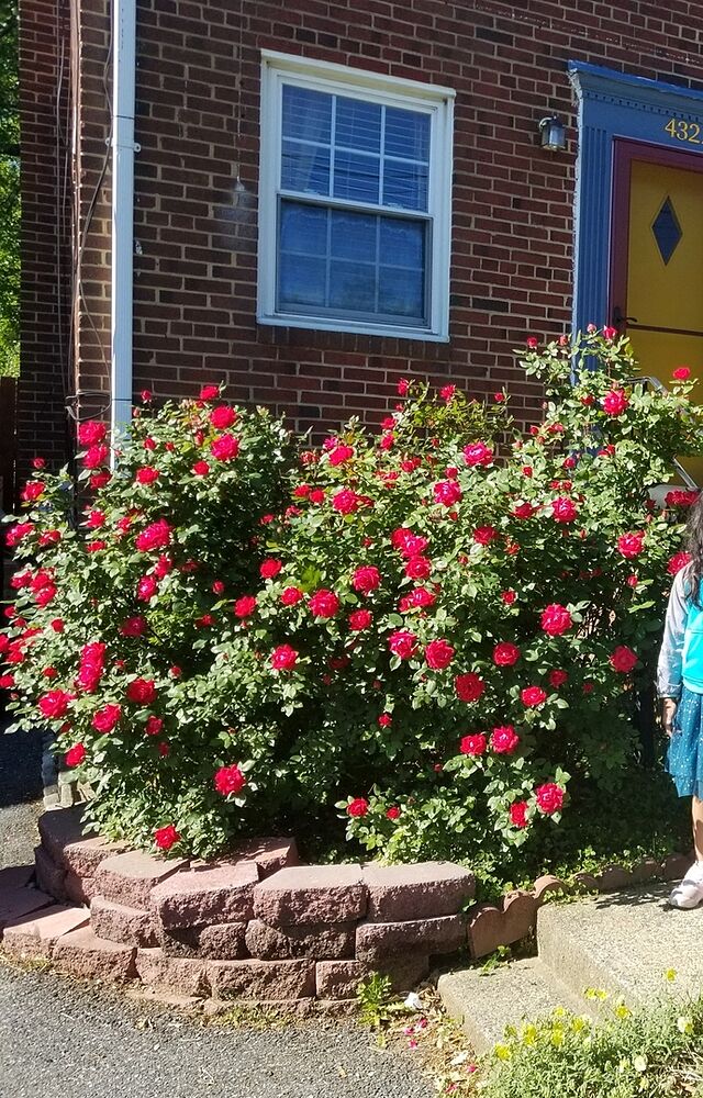 Photo from review by Sanka P.