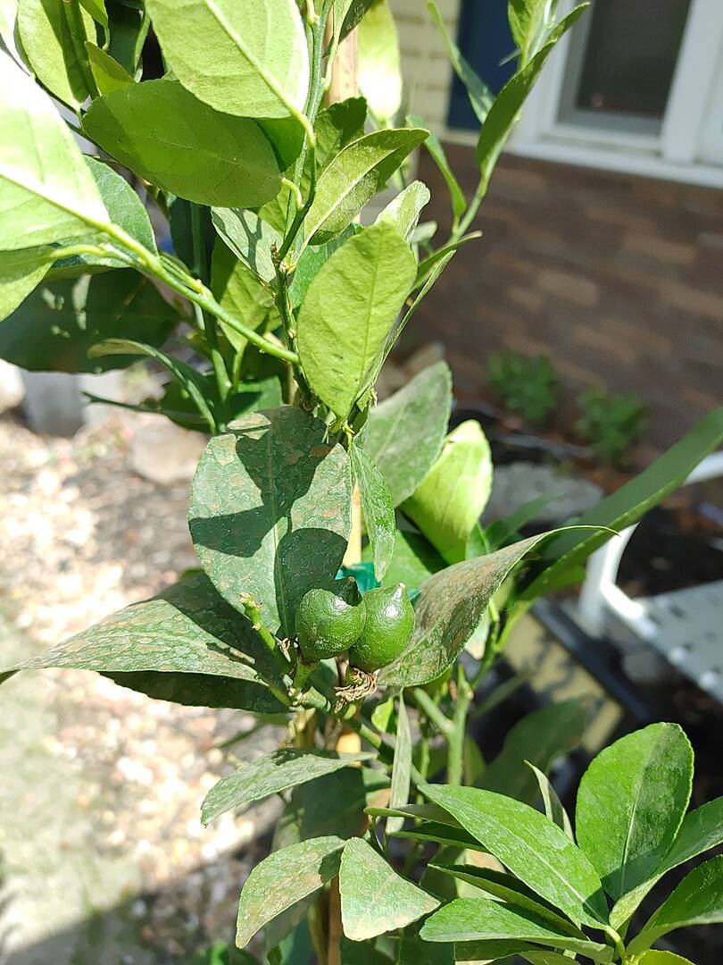 Cute little limes