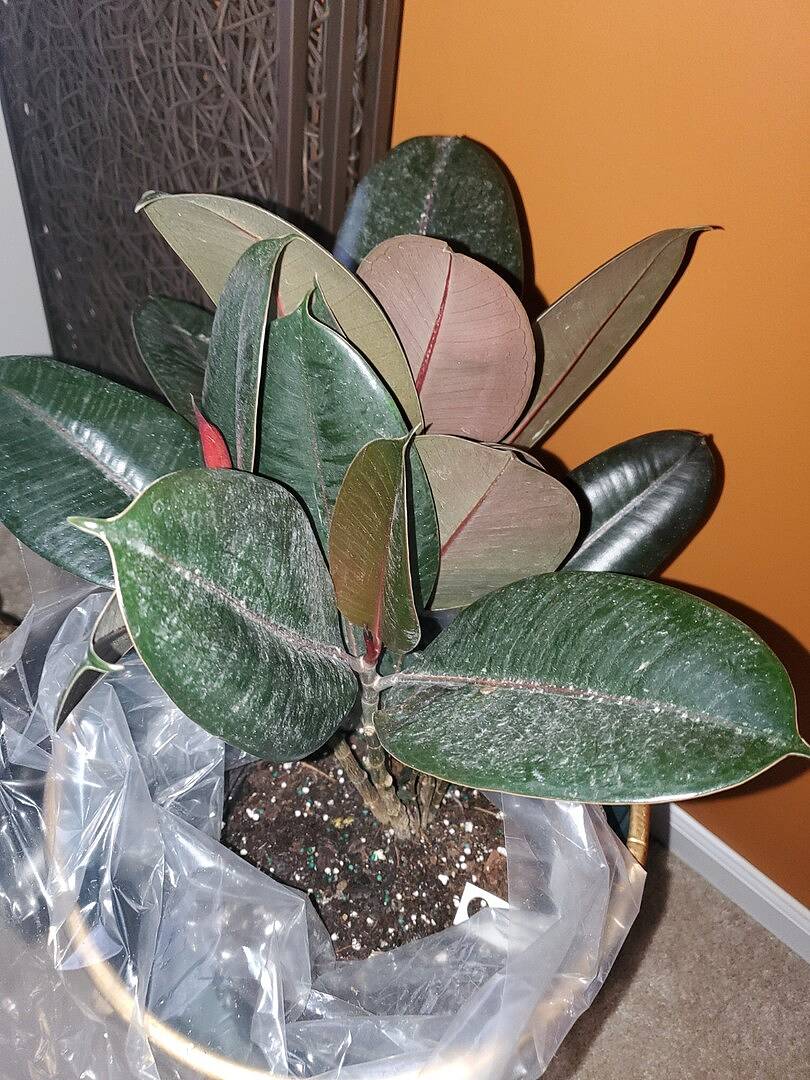 Rubber plant