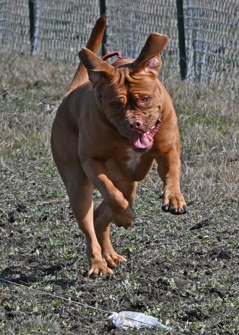 Florencia M.'s Dogue de Bordeaux, Reina, running flat out on a Fast CAT course