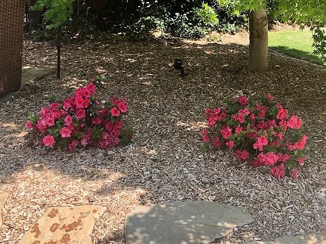 Love these Azaleas