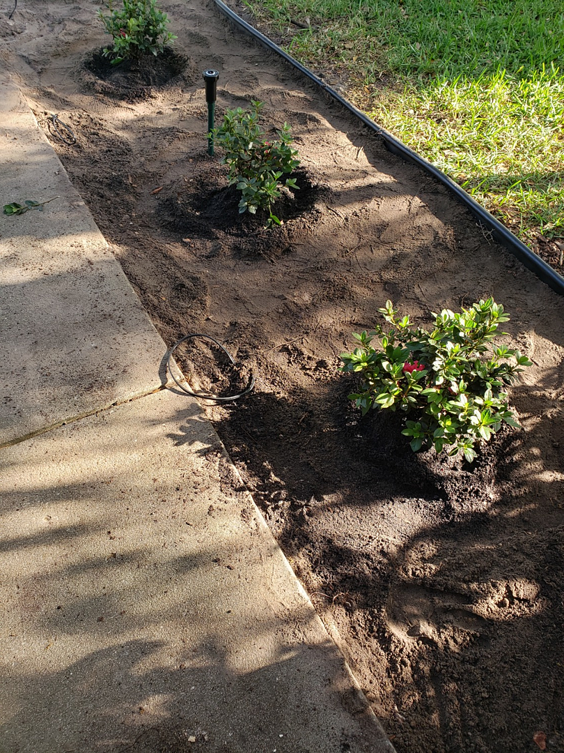 Fast delivery. Plants look great