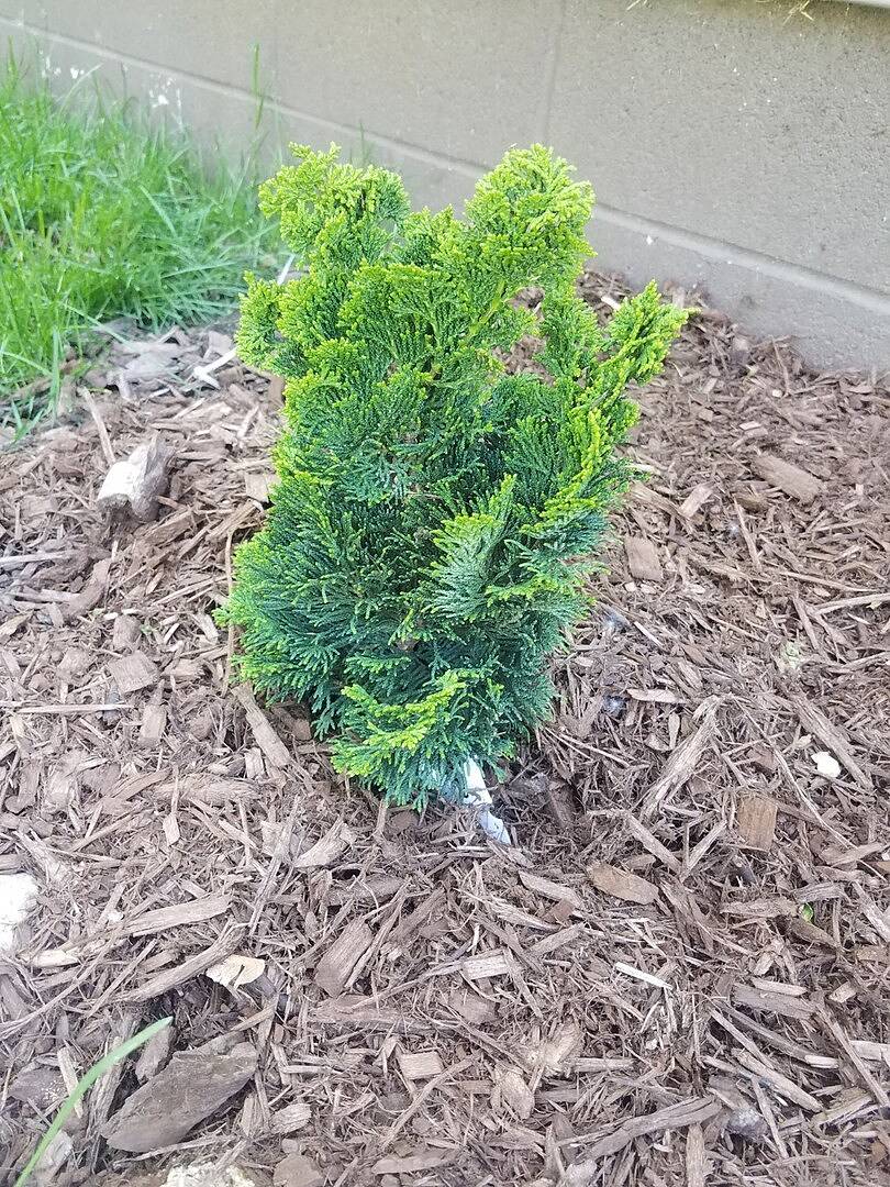 Very unique tree/bush