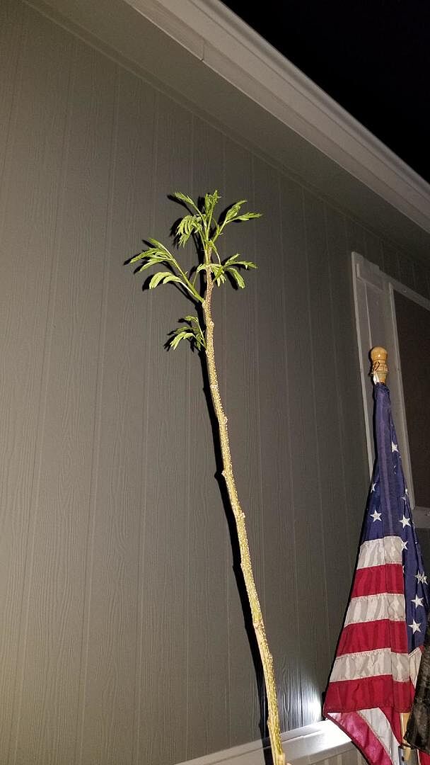 My little mimosa tree...