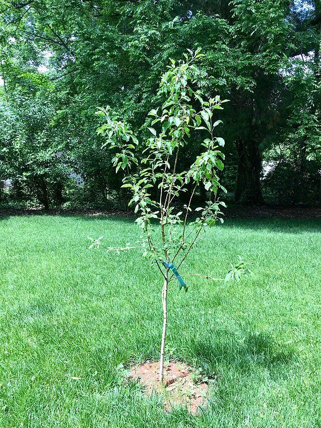 Photo from review by Elizabeth P.