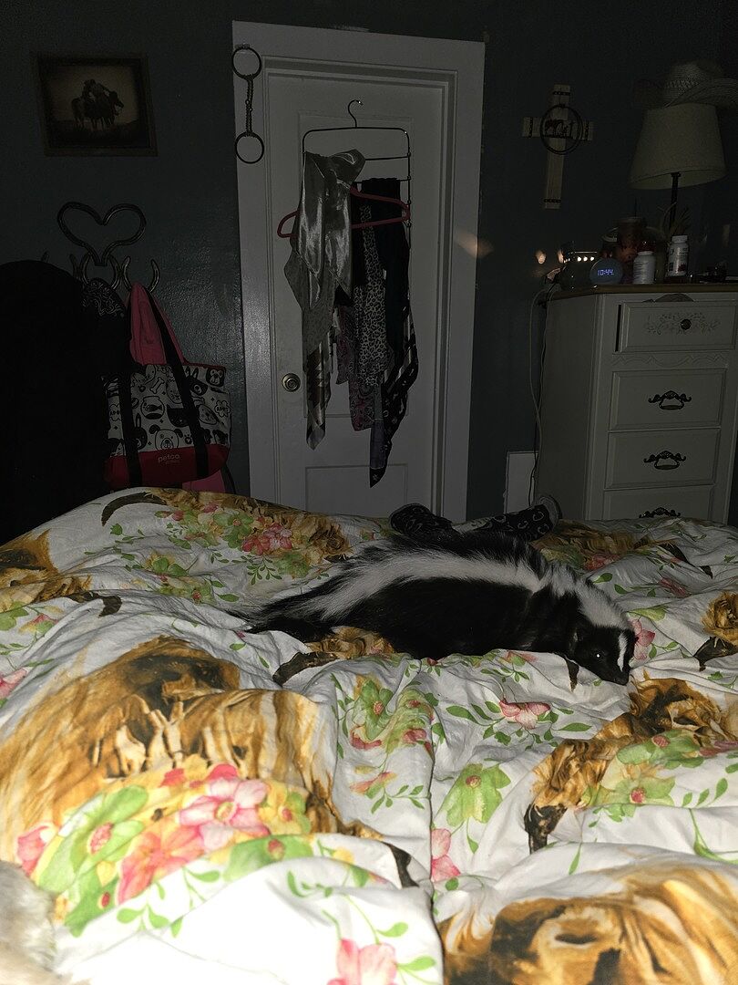 Catalyst Pet customer photo shared by Kimberly F.