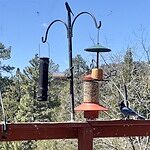 Image of Review by Jennifer C. on 29 Mar 2024 number 1