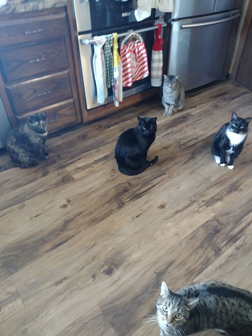 Catalyst Pet customer photo shared by Marlene H.