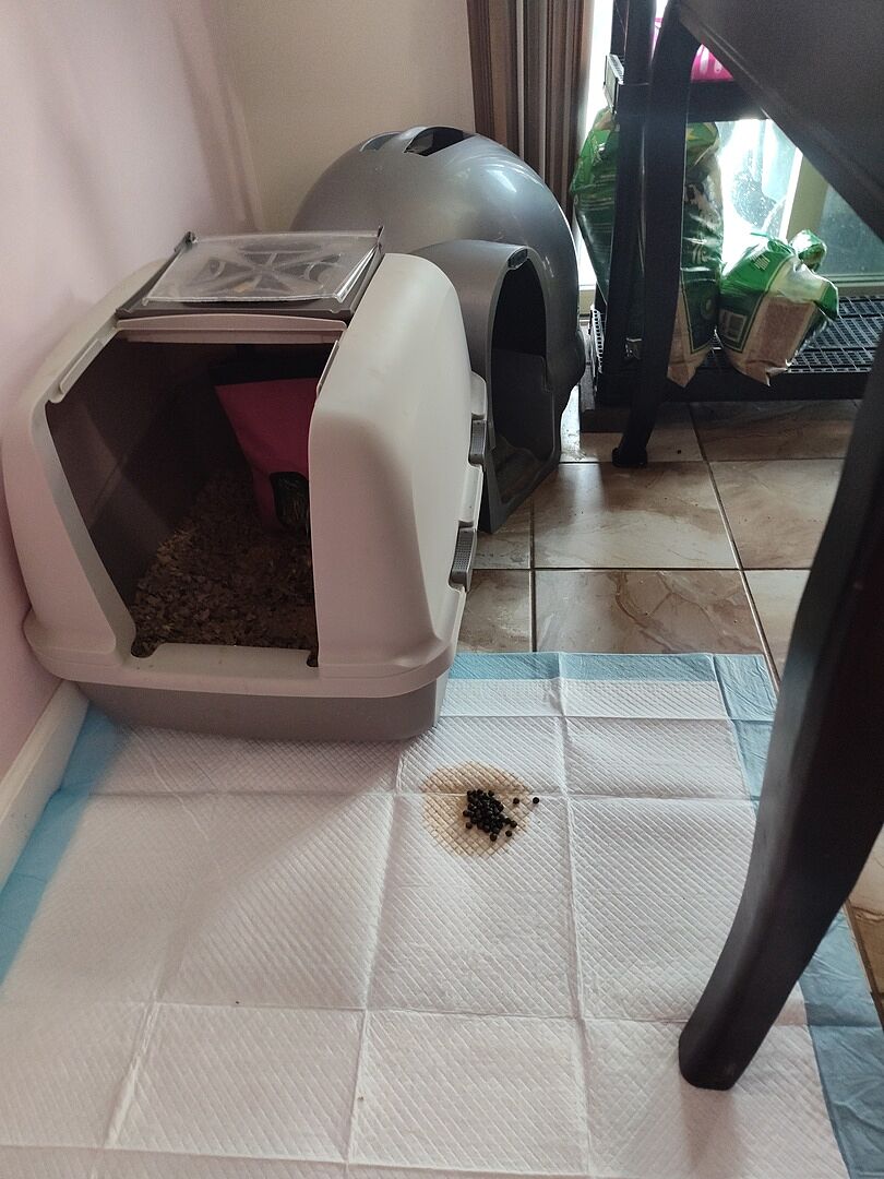 Catalyst Pet customer photo shared by Shandy