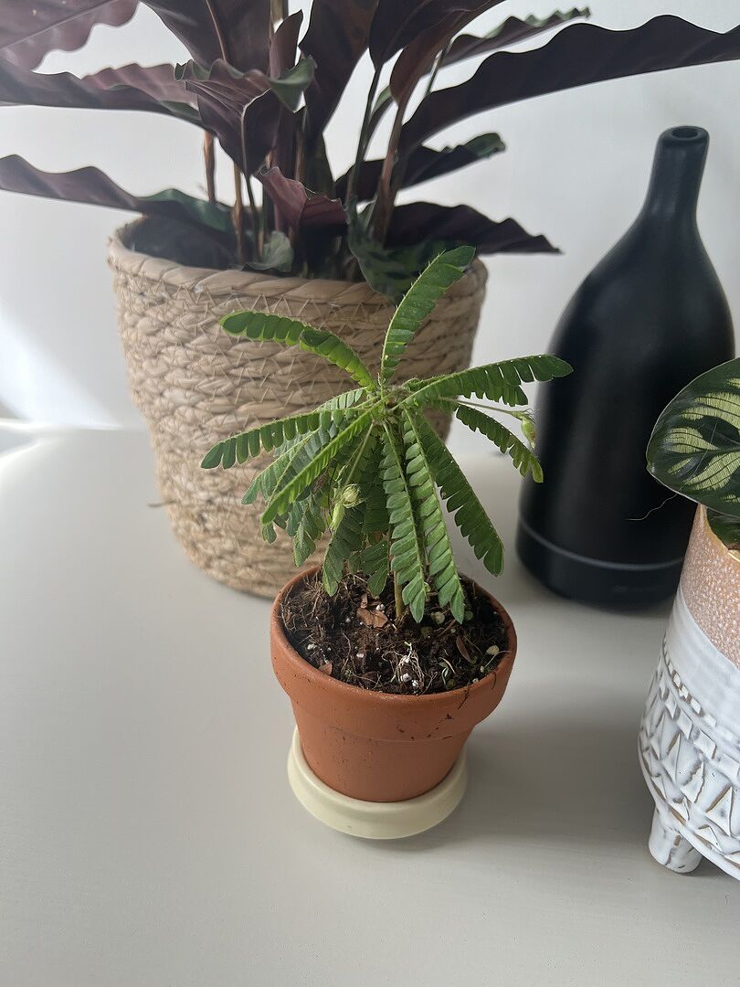 Biophytum Sensitivum - Vivaio Roma Garden