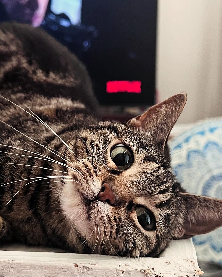 Catalyst Pet customer photo shared by Laria