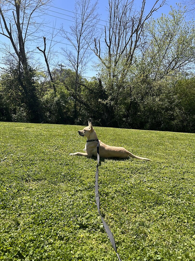 Reviews Hypnotic Dog