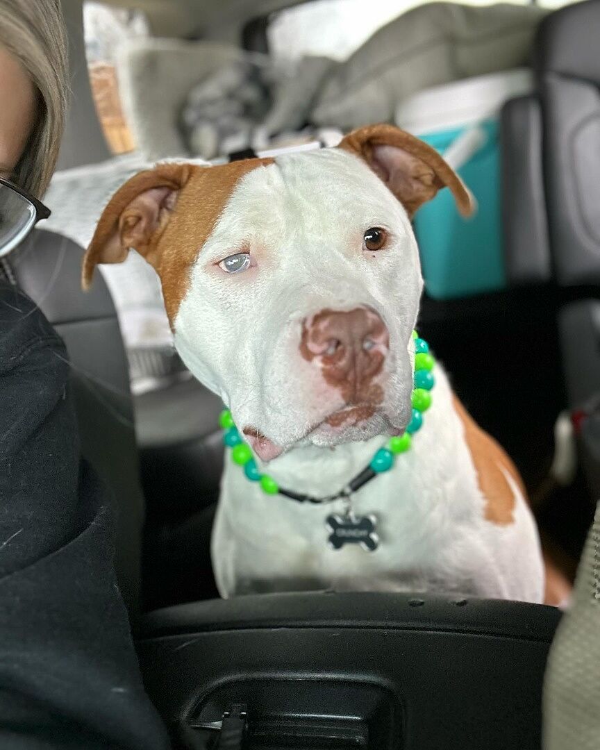 Reviews Hypnotic Dog