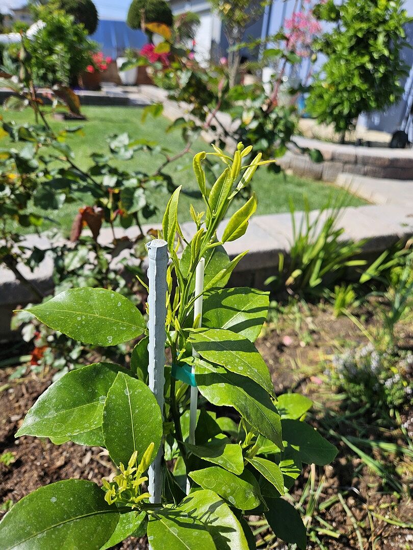 Shiranui Semi-Dwarf Mandarin Tree