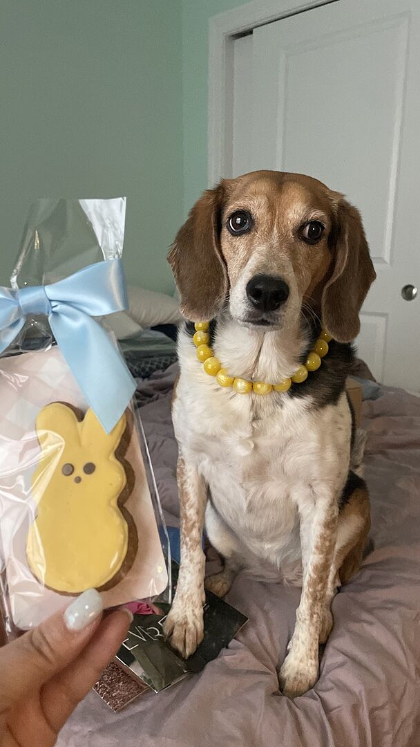 Reviews Hypnotic Dog