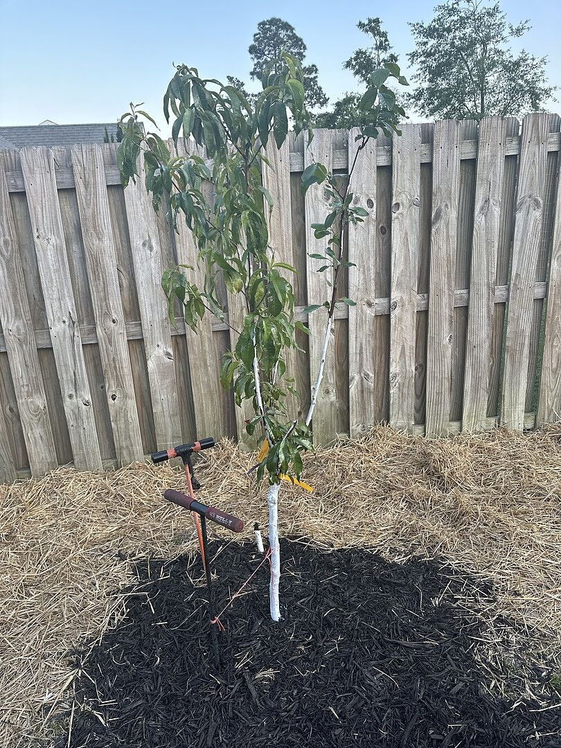 Fruit Cocktail Trees for Sale