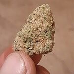 Customer Review Image