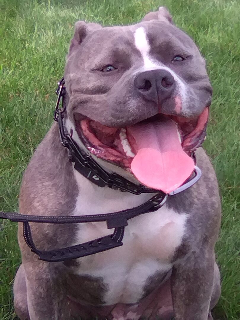 Misty R.'s blue American Bully in the grass