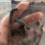 Image of Review by Jessica C. on  5 Jun 2024 number 2