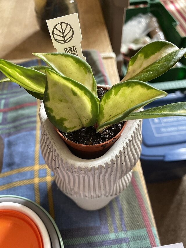 Hoya Carnosa Tricolor A perfectly tiny plant 🌱