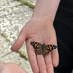 Image of Review by Rosemary P. on  2 Jul 2024 number 1