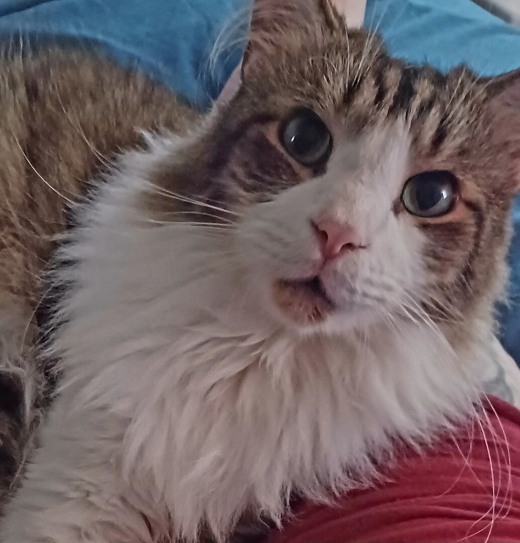 Catalyst Pet customer photo shared by Josephine T.