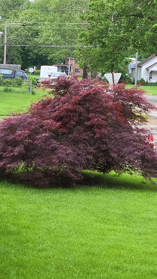 A lawn in Lincoln, IL