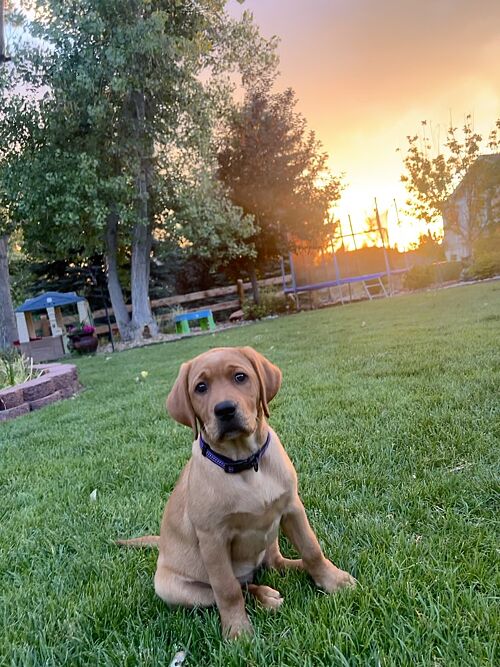 A lawn in Aurora, CO