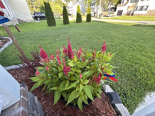 A lawn in Suffolk, VA