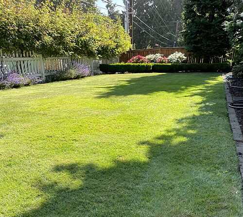 A lawn in Bellevue, WA