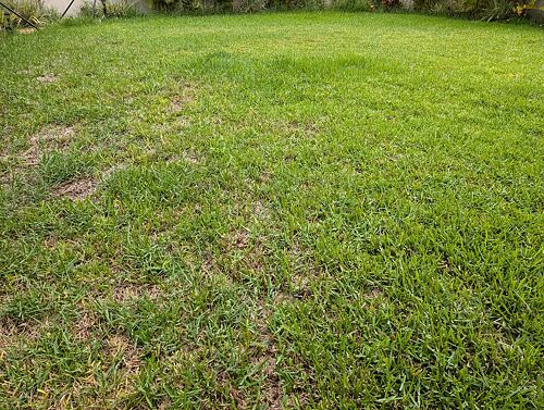 A lawn in FL