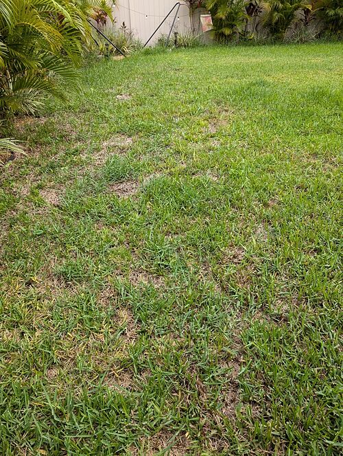A lawn in FL