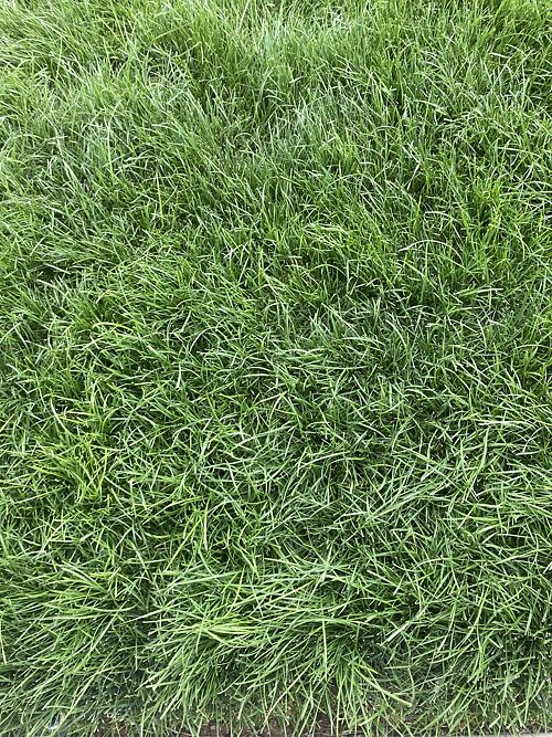 A lawn in Eagle, ID