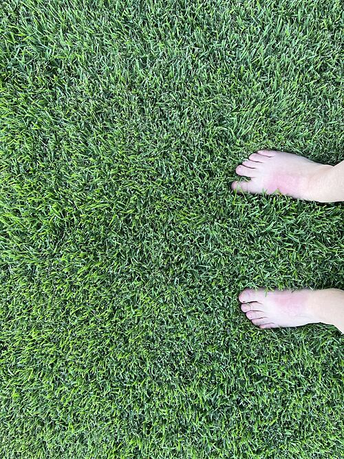 A lawn in San Antonio, TX
