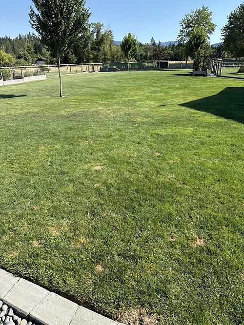 A lawn in Grants Pass, OR