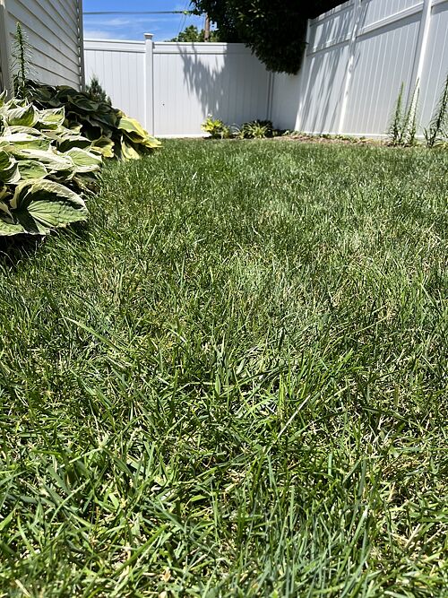 A lawn in Morgantown, WV