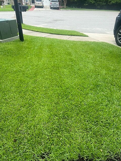 A lawn in Charleston, SC