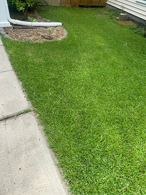 A lawn in Charleston, SC