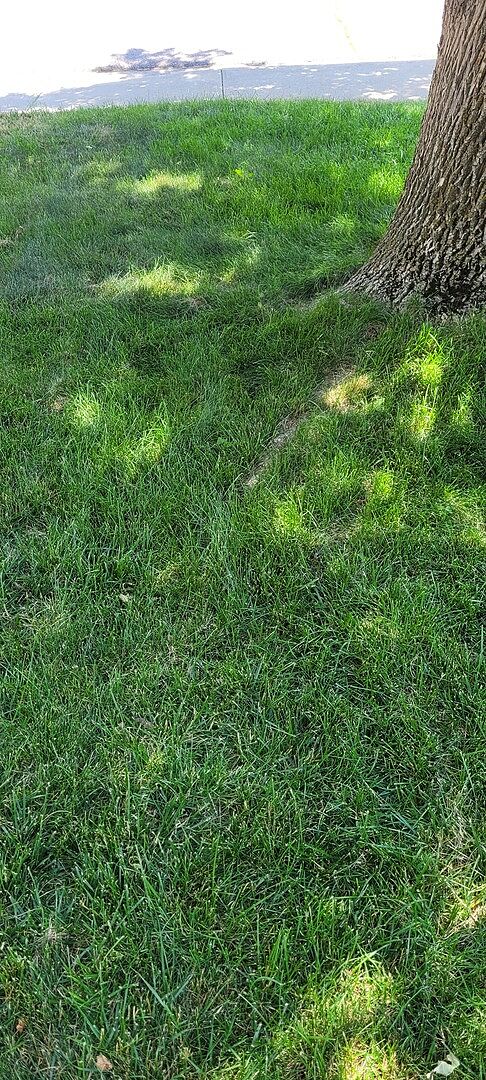 A lawn in Boulder, CO