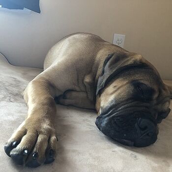 bully beds reviews