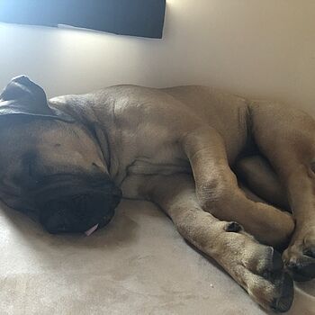 bully beds reviews