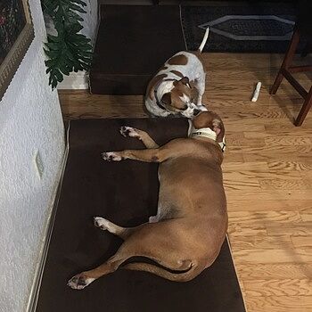 bully beds reviews