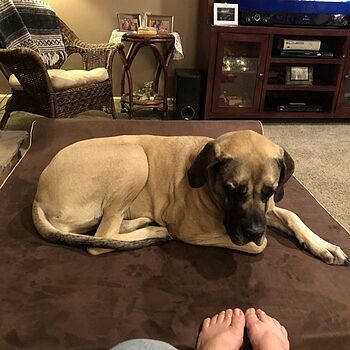 bully beds reviews