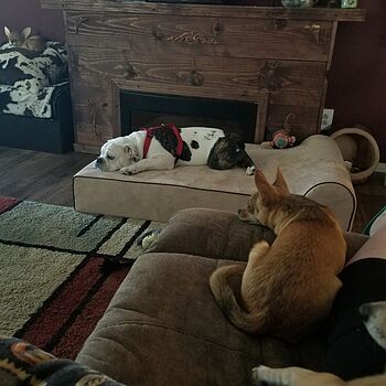 bully beds reviews