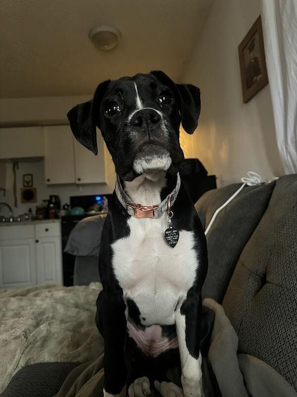 Curtis C.'s adult black and white Boxer sitting on the couch
