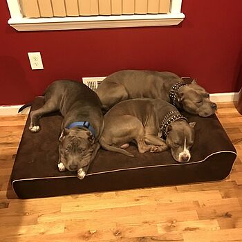 bully beds reviews