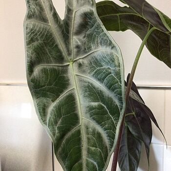 Alocasia longiloba 'Silver' | Plants | GrowTropicals.com Alocasia longiloba 'Silver' | Plants | GrowTropicals.com